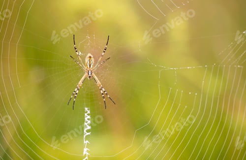 Preview: Spider sitting on the web