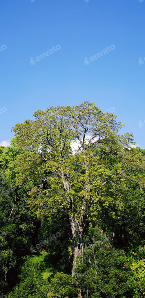 Preview: A big tree