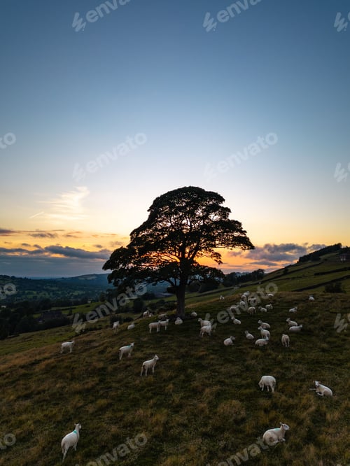 Preview: Vertical shot of a lone tree during sunset and sheep grazing underneath in Staffordshire, England