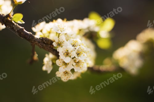 Preview: branch of a flowering tree. tree in bloom