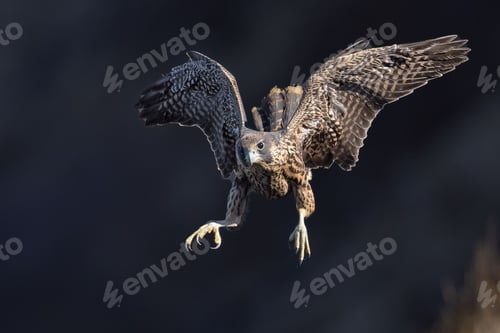 Preview: Closeup of a peregrine falcon during flight. Falco peregrinus.
