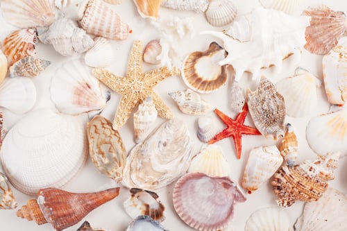 Preview: Background made of seashells. Summer vacations, sea side concept