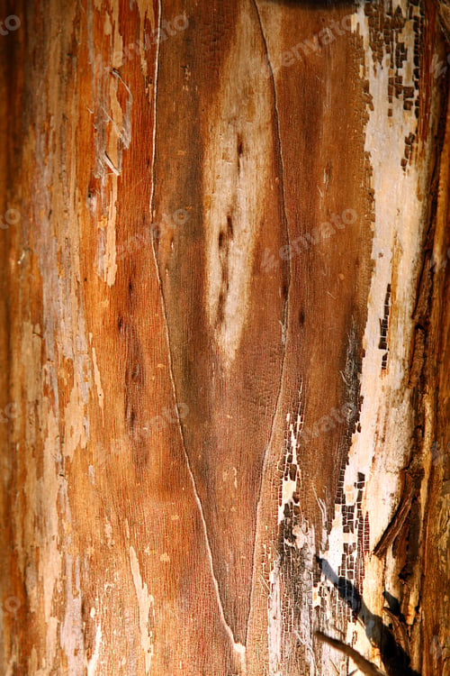 Preview: Close up of tree trunk
