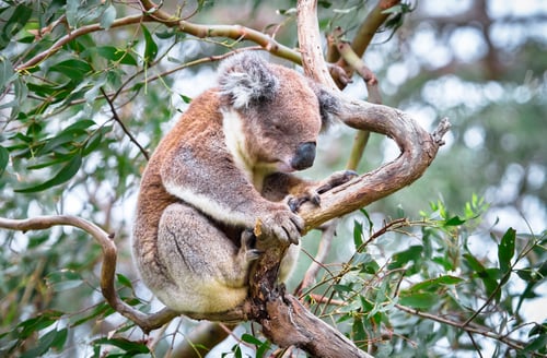 Vorschau: Koala sitzt auf einem Eukalyptusbaum in Australien