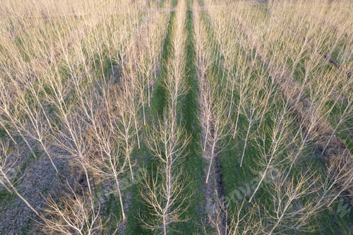 Preview: New planting of poplar trees for paper production