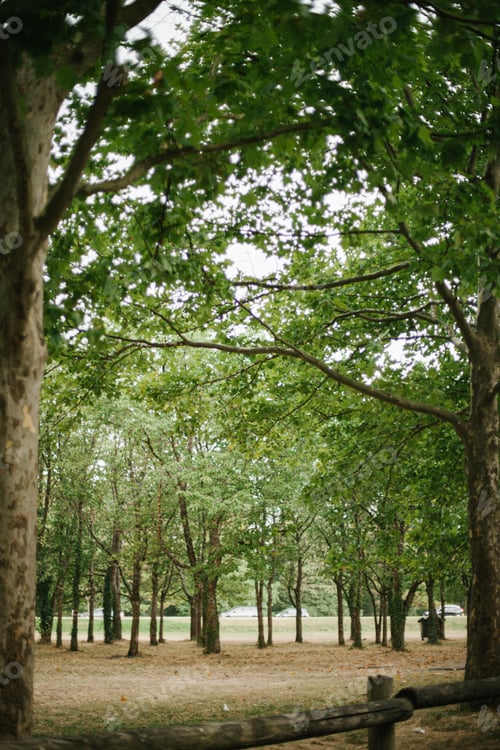 Preview: Green tall trees