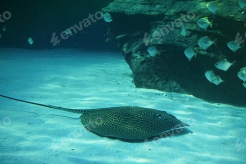Preview: Nature, Water, Sea, Stingray, Ocean, Blue, Animals