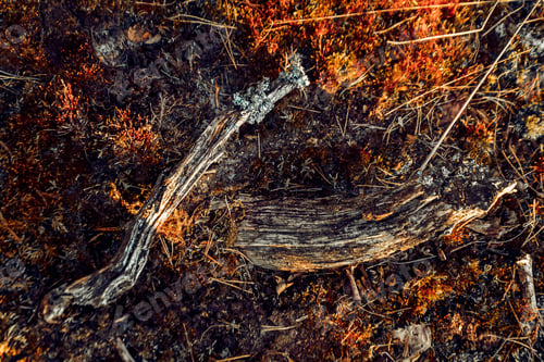 Preview: Closeup shot of ground of the forest with dry branches and leaves, a beautiful fall background