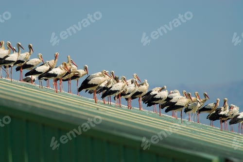 Preview: White storks gathered on a roof in Extremadura, Spain