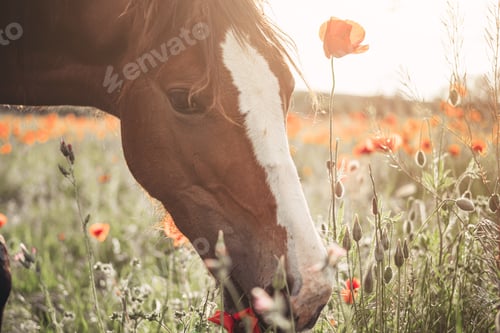 Preview: Beautiful red horse with long black mane in spring field