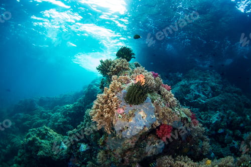 Preview: Indonesian Tropical Ocean Bliss