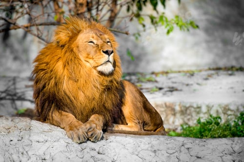 Preview: lion on a stone