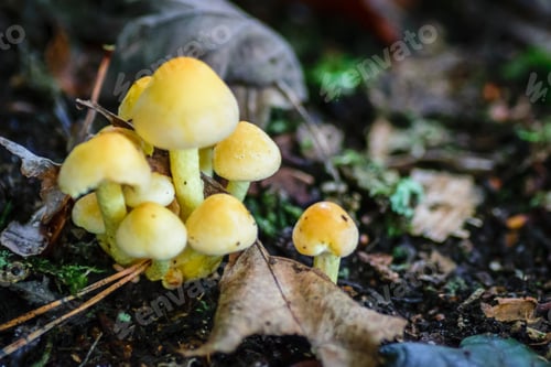 Preview: Yellow little mushrooms