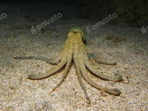 Preview: Standing on the seabed