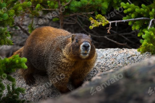 Preview: Marmot