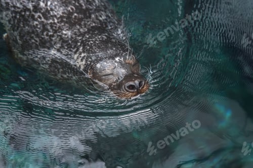 Preview: seal