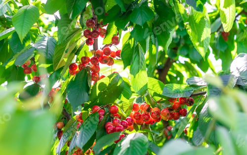 Preview: cherries cracked and rotting on a tree in the garden. Selective focus.