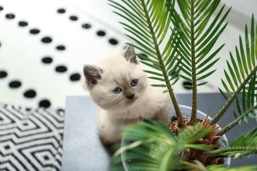 Preview: Cute Little Kitten Near Pot With Houseplant At Home
