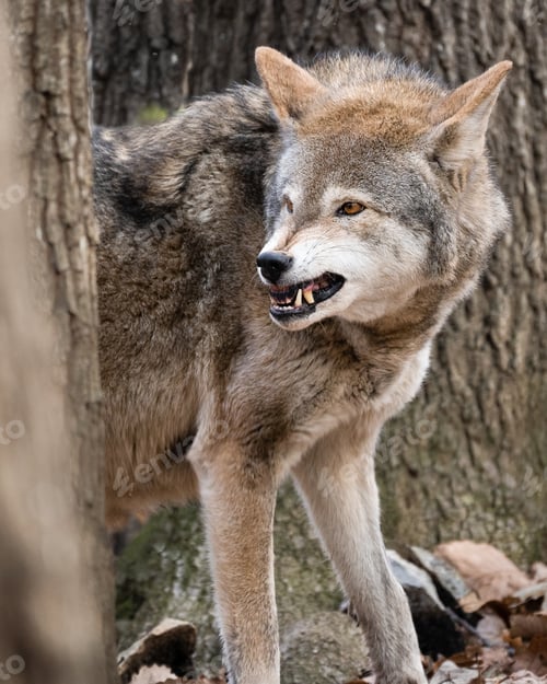 Preview: Red Wolf Snarling
