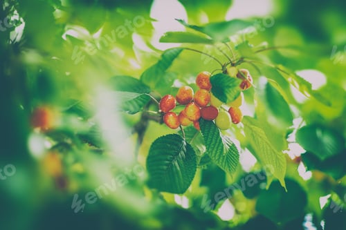Preview: Tasty sweet cherries