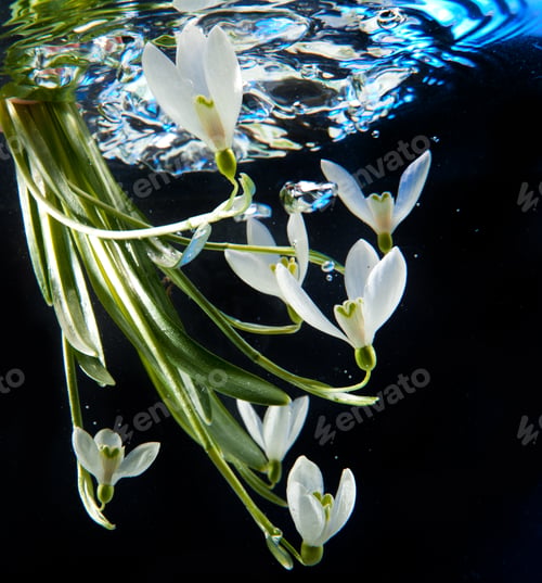 Preview: Spring snowdrop in water