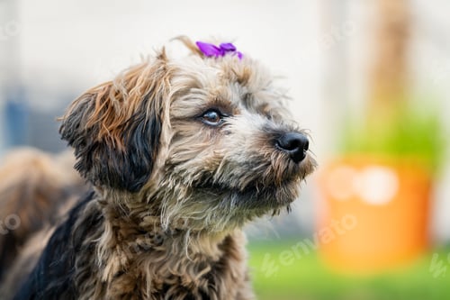 Preview: Close up of a Havanese dog (Canis lupus familiaris) with a purple bow on blurred background