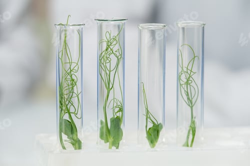 Preview: Row of four transparent flasks containing green lab-grown soy sprouts in lab