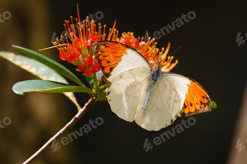 Preview: Closeup shot of a butterfly (hebomoia glaucippe) on a blossom in Penang, Malaysia