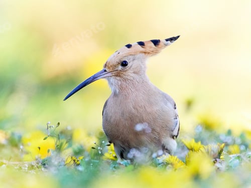 Preview: Eurasian hoopoe (Upupa epops)