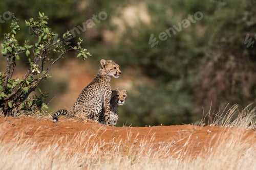 Preview: Two Cheetah cubs (Acinonyx jubatus), Samburu National Reserve, Kenya, Africa