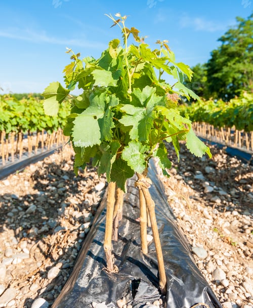 Preview: Field of rooted grafts of vine
