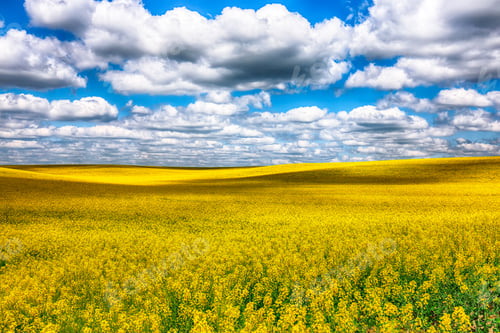 Preview: Flowering field of colza outdoors in spring