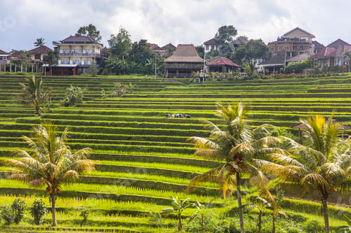 Preview: Rice fields of Jatiluwih in southeast Bali
