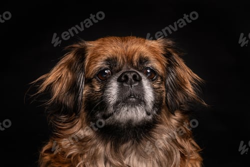 Preview: Little angry dog sitting in studio