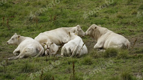 Preview: A group of white cows resting on a grassy field during the day.