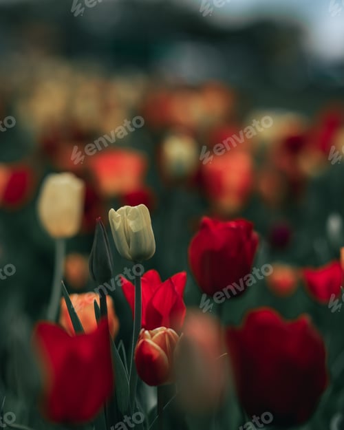 Preview: Vertical shot of beautiful tulips blossoming in the garden