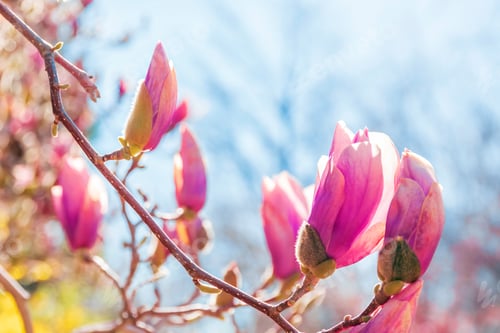 Preview: Blooming Magnolia Flowers on a Spring Day