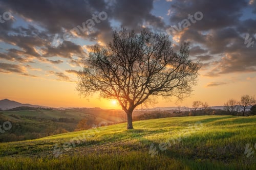 Preview: Lone tree in a beautiful spring sunset in Tuscany in the Alta Val di Cecina. Pomarance, Italy