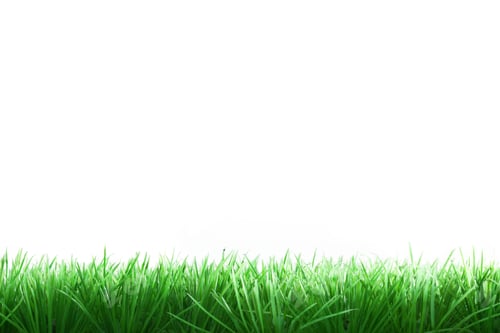 Preview: Fresh Green Grass Against a Clean White Background