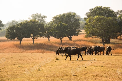 Vista previa: A buffalo grazing in the grass field
