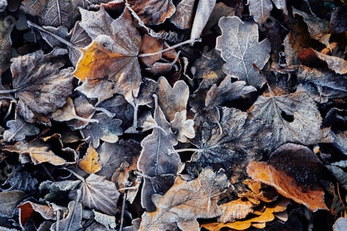 Preview: Beautiful fallen leaves covered with frost