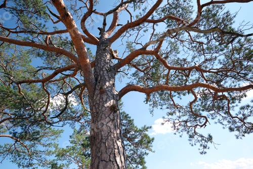 Preview: Crown of large old evergreen spruce tree against blue sky