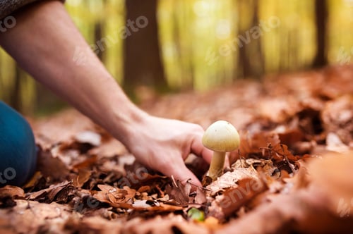 Preview: Man picking mushrooms