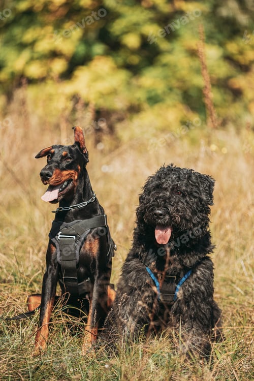 Preview: Beautiful Dobermann dog and Bouvier des Flandres dog funny sitting together outdoor in dry grass in