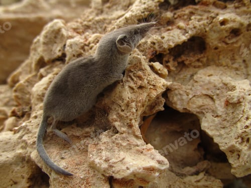 Preview: Closeup shot of a grey white-toothed pygmy shrew in Maltese Islands