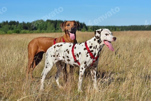 Preview: Dalmatian and Ridgeback on a field