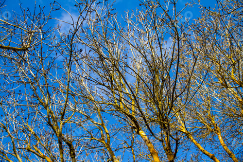 Preview: Tranquil countryside scene in winter