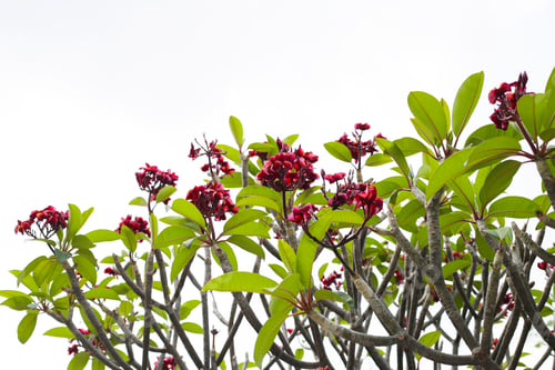 Preview: Plumeria or frangipani flower. Tropical tree