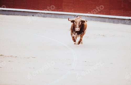 Preview: Fighting bull running in the arena. Bullring. Toro bravo
