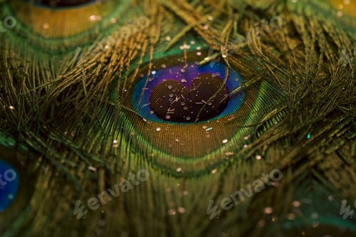 Preview: Vibrant peacock feather backdrop